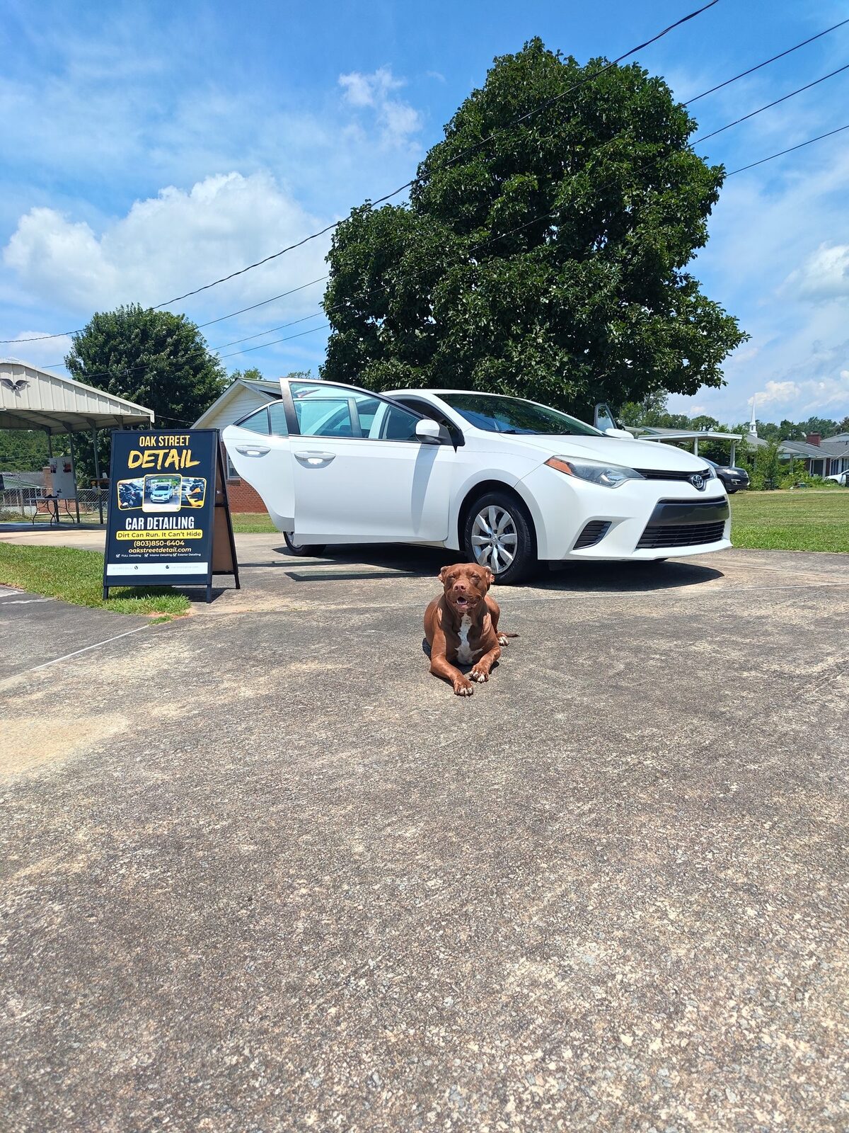 Shop dog Linda inspecting a finished Toyota Corolla at Oak Street Detail